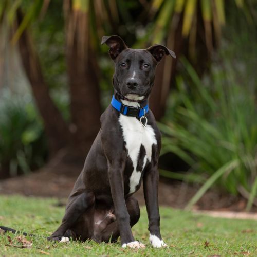 Timmy - American Staffy Dog