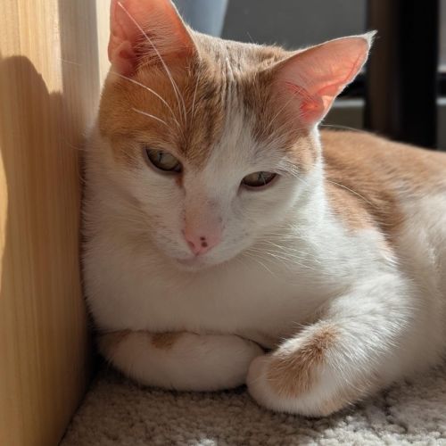 Skye - Domestic Short Hair (DSH) Cat