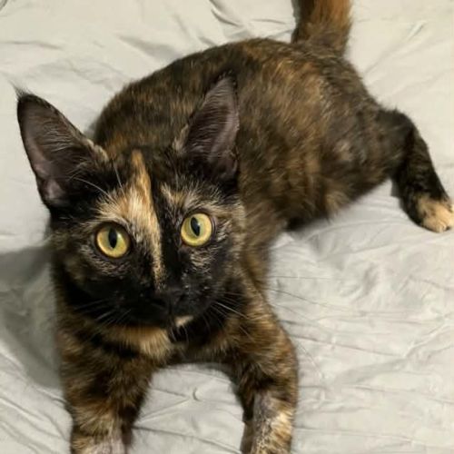 Fittonia ** 2nd Chance Cat Rescue** - Domestic Short Hair (DSH) Cat