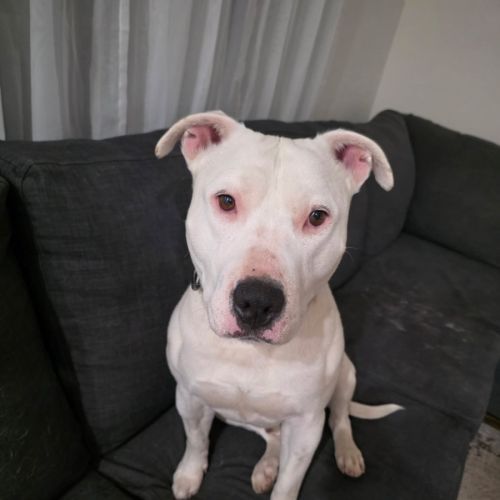 Corny (Cornelius) - Staffordshire Bull Terrier Dog