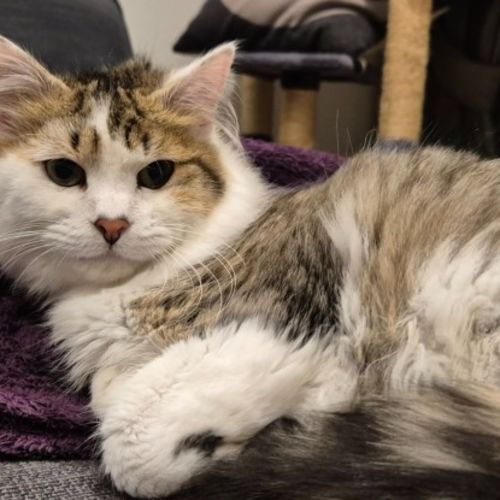 Sarsaparilla  *9 Lives Project Rescue* - Domestic Medium Hair (DMH) Cat