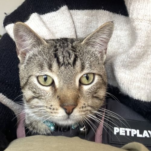 Theodore - Domestic Short Hair (DSH) Cat