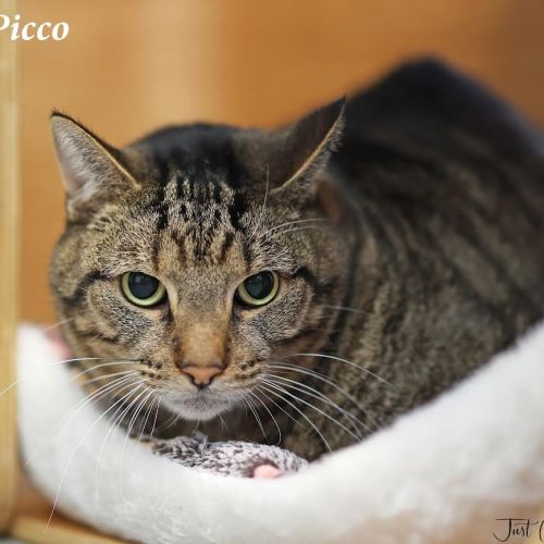 Picco - Domestic Short Hair (DSH) Cat
