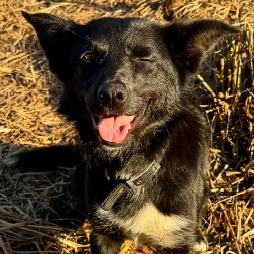 Tank - Border Collie x Australian Kelpie Dog