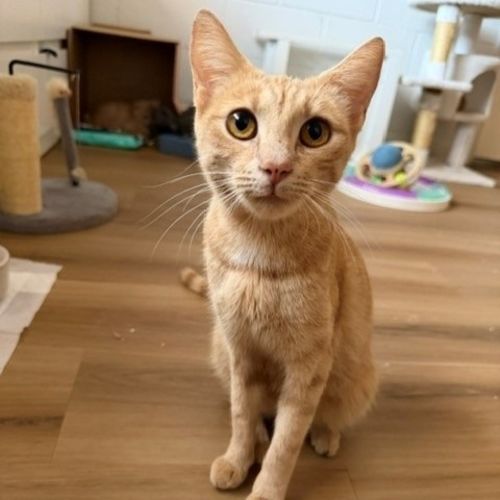 Bambi - Domestic Short Hair (DSH) Cat