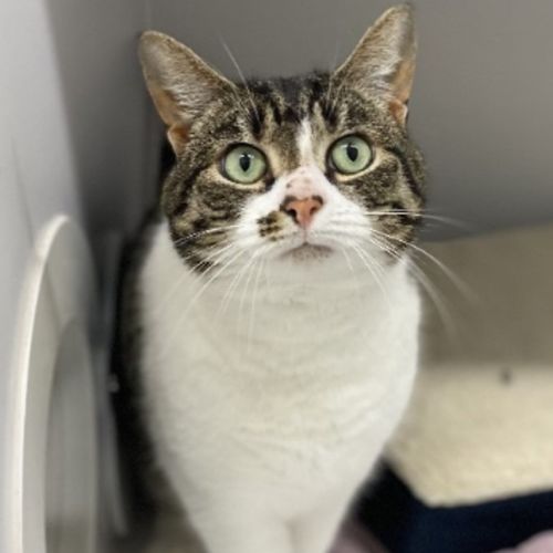 Bambi - Domestic Short Hair Cat