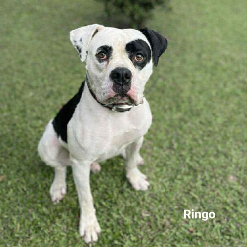 Ringo - American Bulldog