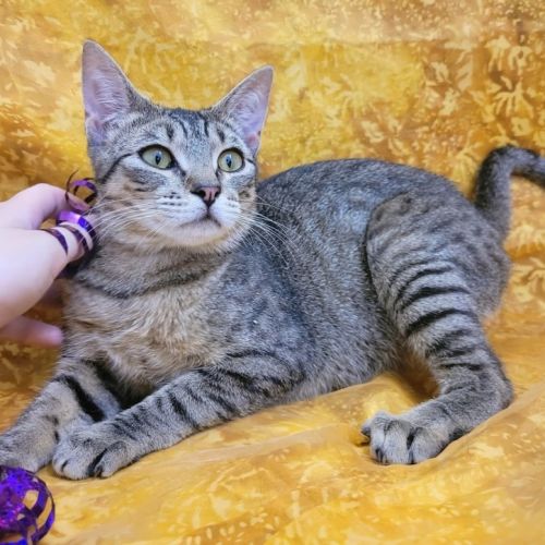 Spice - Domestic Short Hair (DSH) Cat