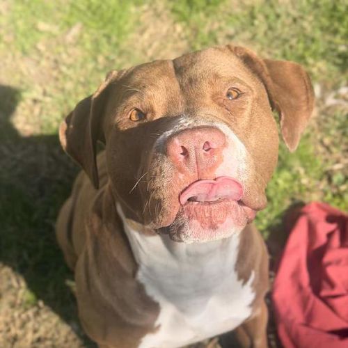 Pepe - American Staffordshire Terrier Dog