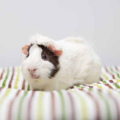 Fuzzball - Abyssinian Guinea Pig