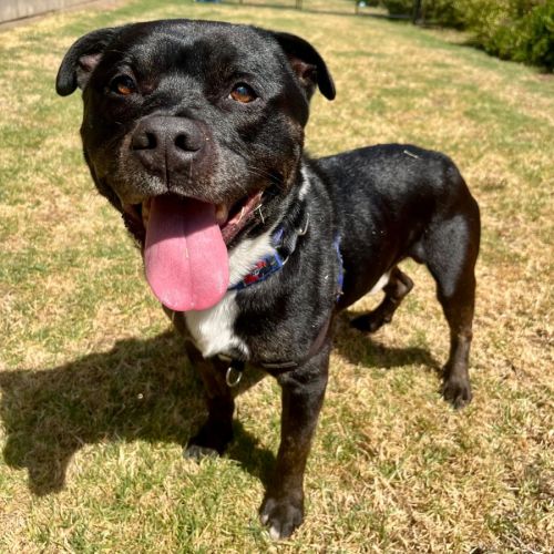 Brian - Staffordshire Bull Terrier Dog