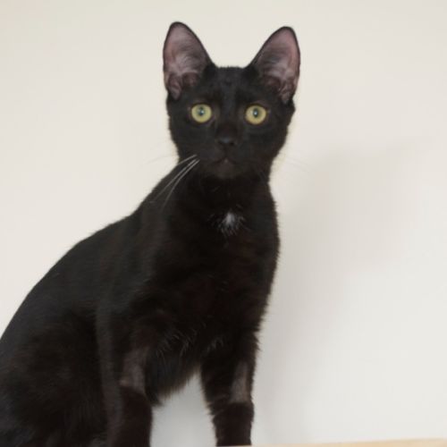 Romesco - Domestic Short Hair (DSH) Cat