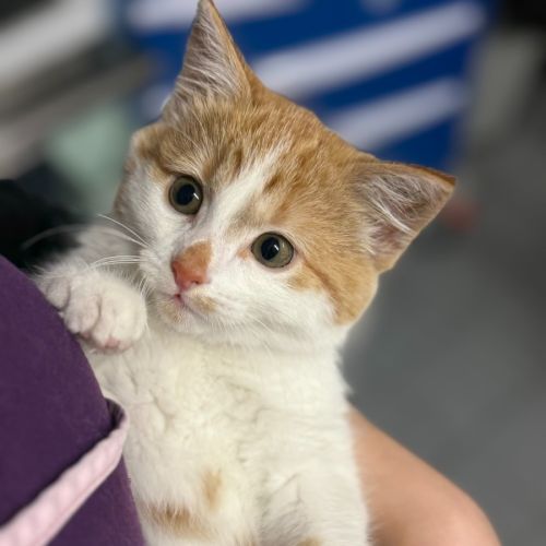 Gracie - Domestic Short Hair (DSH) Cat