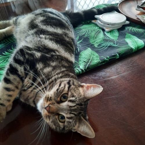 Cinnamon Scroll - Domestic Short Hair (DSH) Cat