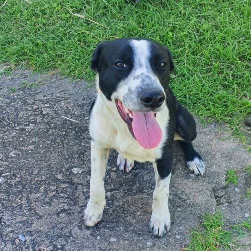 Tucker - Border Collie x Mixed breed Dog