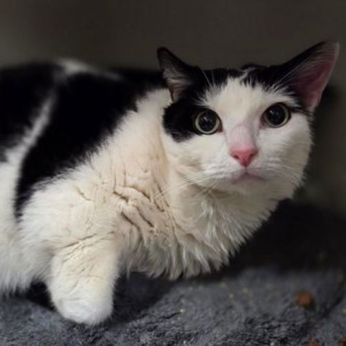 Splat - Domestic Short Hair Cat