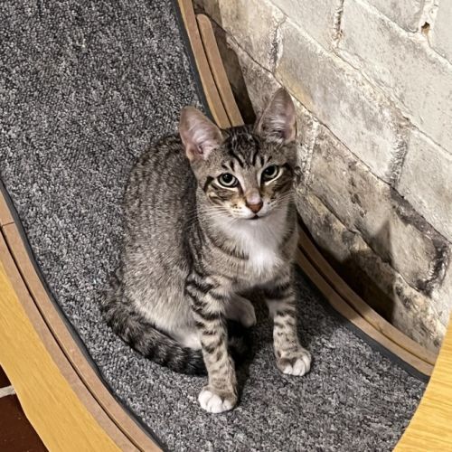 Pebbles - Domestic Short Hair (DSH) Cat