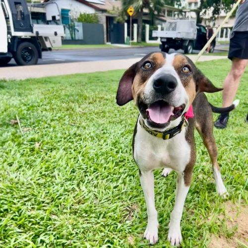 Dempsey - Collie Dog