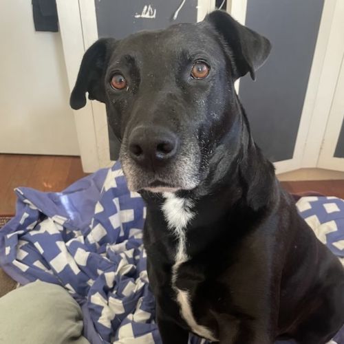 Freddy - Labrador Retriever Dog