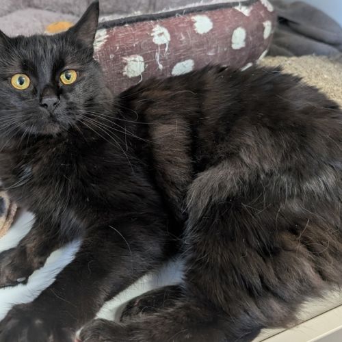 Madame Lady - Dsh Cat