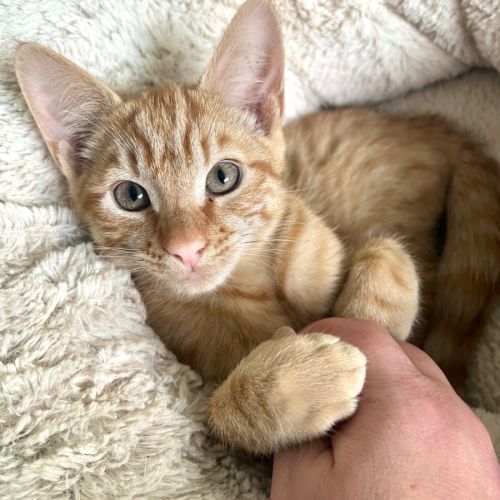 Goldie  - Domestic Short Hair (DSH) Cat