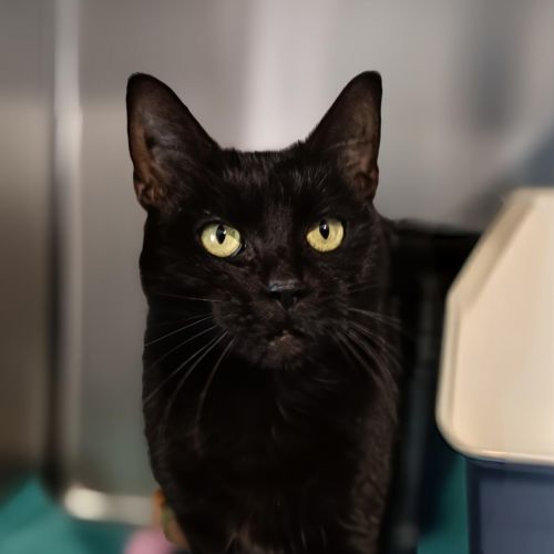 Gemma - Domestic Short Hair Cat