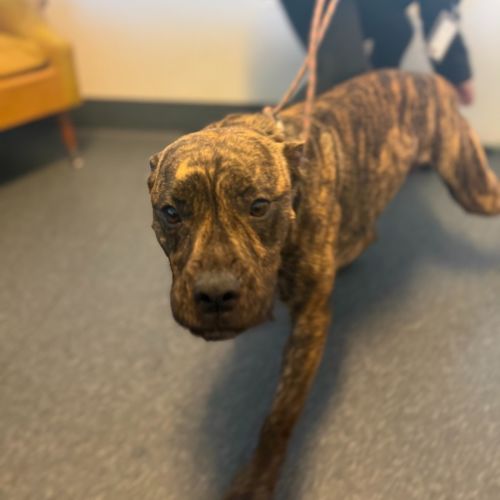 Tigger - American Staffordshire Terrier Dog