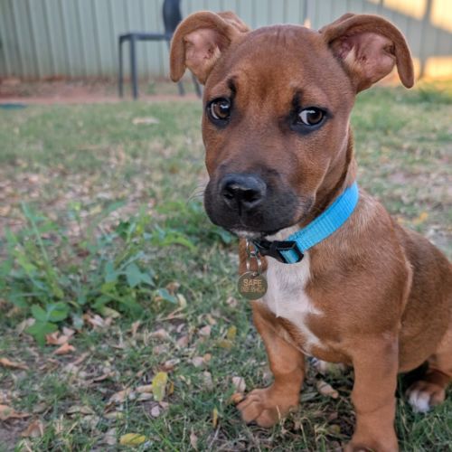 Teddy - Mixed breed Dog