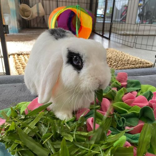 Blot - Blanc de Hotot Rabbit