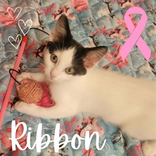 🎀 Ribbon 🎀 - Domestic Short Hair (DSH) Cat