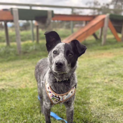 River - Blue Heeler x Border Collie Dog