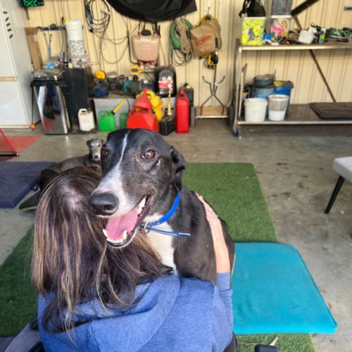 Jett - Greyhound Dog