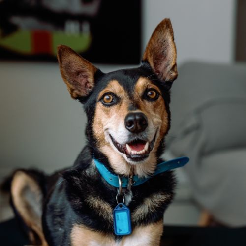 Chimpy  - Australian Kelpie Dog