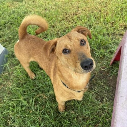 Ducky - Australian Kelpie Dog