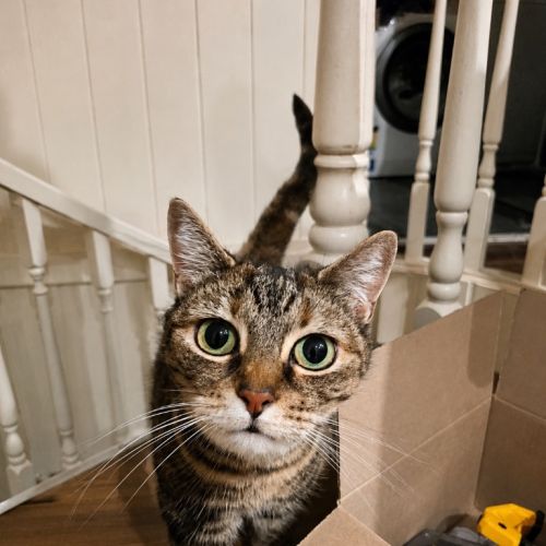Princess Poppy - Domestic Short Hair (DSH) Cat