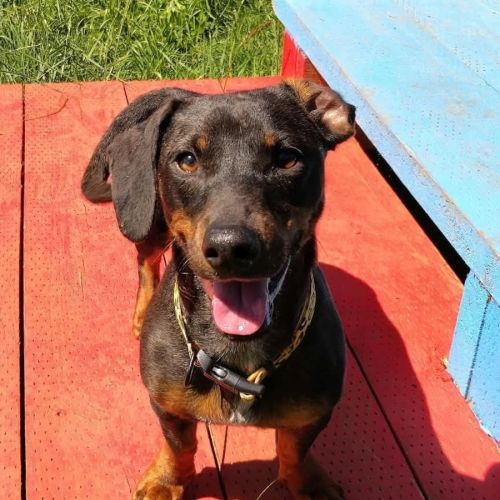 Sunny - Dachshund Dog
