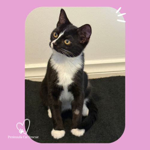 Poppy - Domestic Short Hair (DSH) Cat