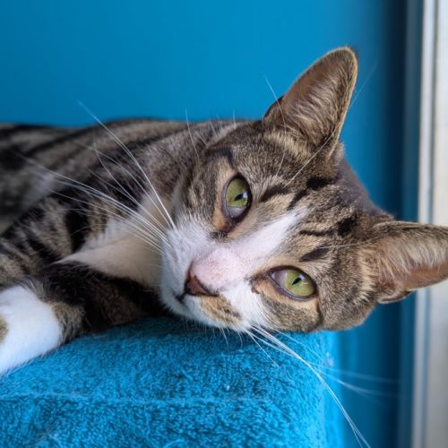 Corey - Domestic Short Hair (DSH) Cat