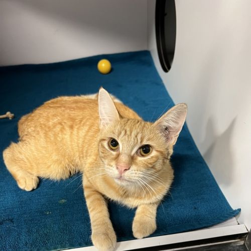 Cyndi - Domestic Short Hair Cat