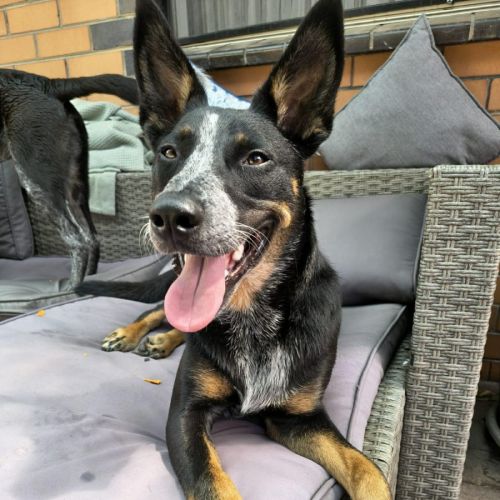 Lemmy - Australian Cattle Dog