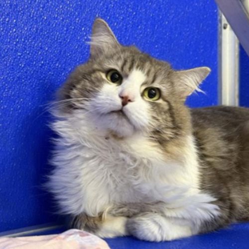 Furrnando - Domestic Longhair Cat