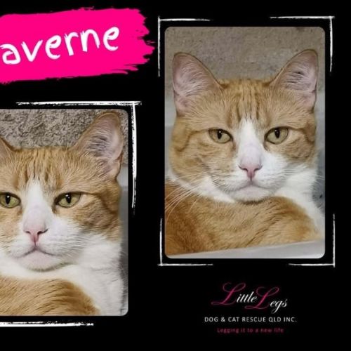 Laverne  - Domestic Short Hair (DSH) Cat