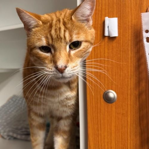 Boots - Domestic Short Hair (DSH) Cat