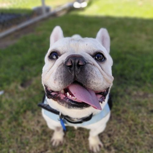 Rocky - French Bulldog