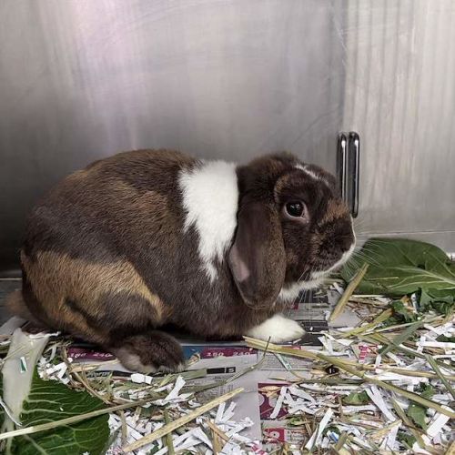 Leon - Mini Lop Rabbit