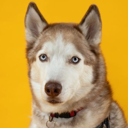 Milo - Siberian Husky Dog
