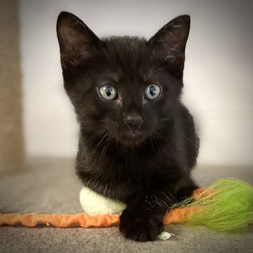 Miles - Domestic Short Hair Cat