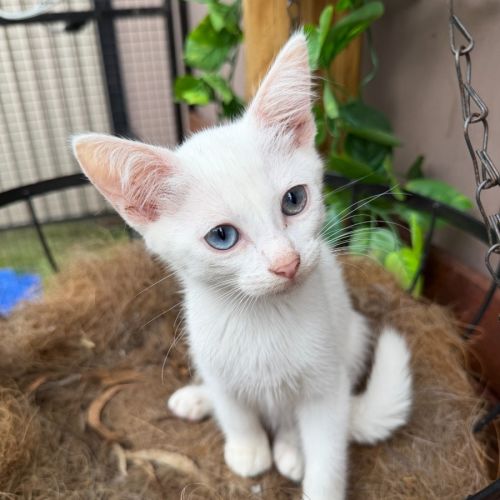 Jules - Domestic Short Hair (DSH) Cat