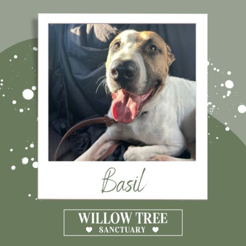 Basil - Bull Arab Dog