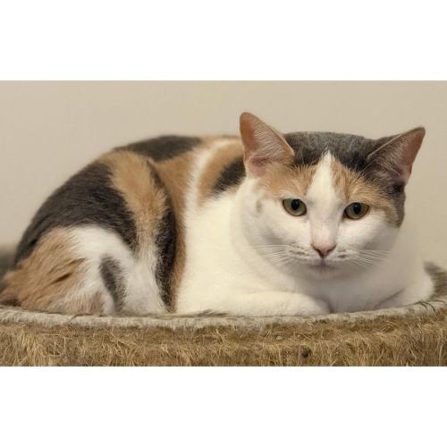 9580 - Sephy - Domestic Short Hair Cat